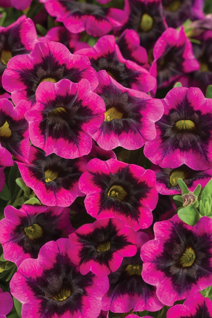 Superbells® 'Blackcurrant Punch™' - Calibrachoa from Milmont Greenhouses Superbells® 'Blackcurrant Punch™' - Calibrachoa from Milmont Greenhouses