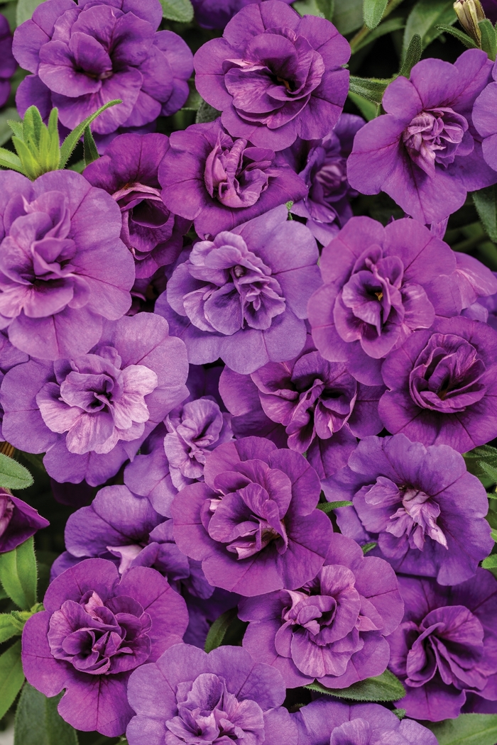 Superbells® 'Double Blue' - Calibrachoa from Milmont Greenhouses Superbells® 'Double Blue' - Calibrachoa from Milmont Greenhouses