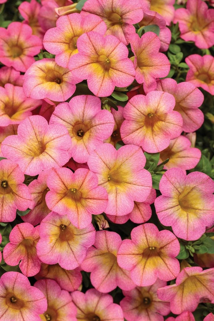 Superbells® 'Honeyberry™' - Calibrachoa from Milmont Greenhouses Superbells® 'Honeyberry™' - Calibrachoa from Milmont Greenhouses