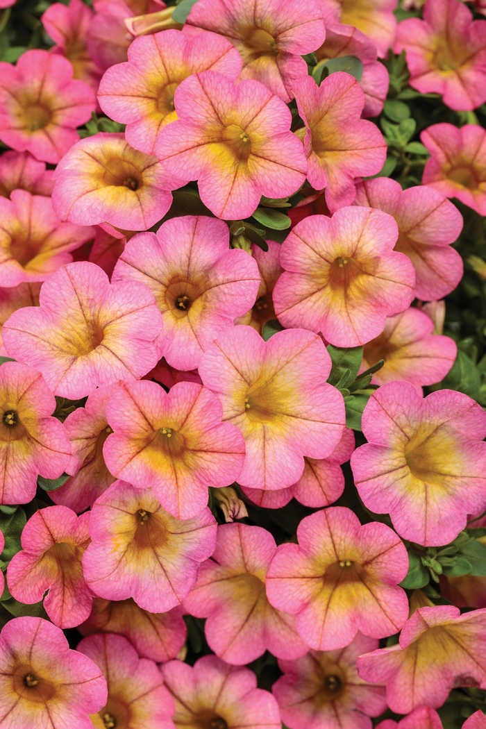 Superbells® 'Honeyberry™' - Calibrachoa from Milmont Greenhouses