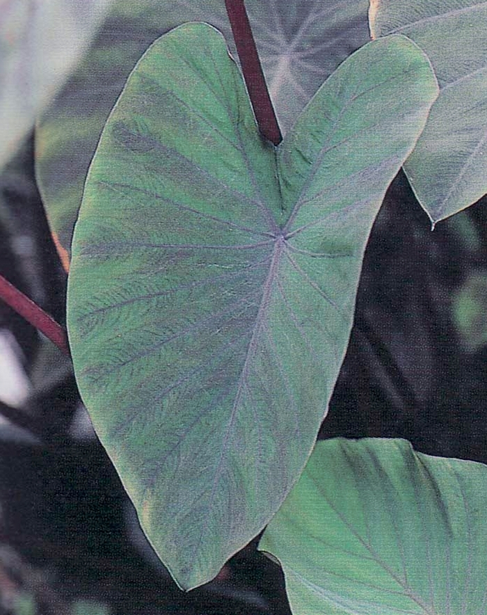 'Heart of the Jungle' Elephant's Ears - Colocasia esculenta from Milmont Greenhouses 'Heart of the Jungle' Elephant's Ears - Colocasia esculenta from Milmont Greenhouses