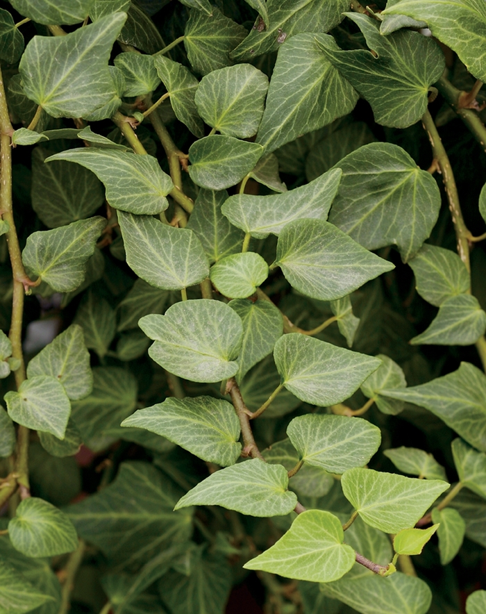 'Teardrop' English Ivy - Hedera helix from Milmont Greenhouses