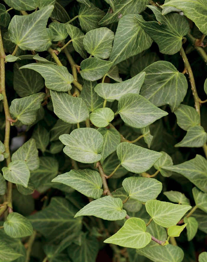 'Teardrop' English Ivy - Hedera helix from Milmont Greenhouses 'Teardrop' English Ivy - Hedera helix from Milmont Greenhouses