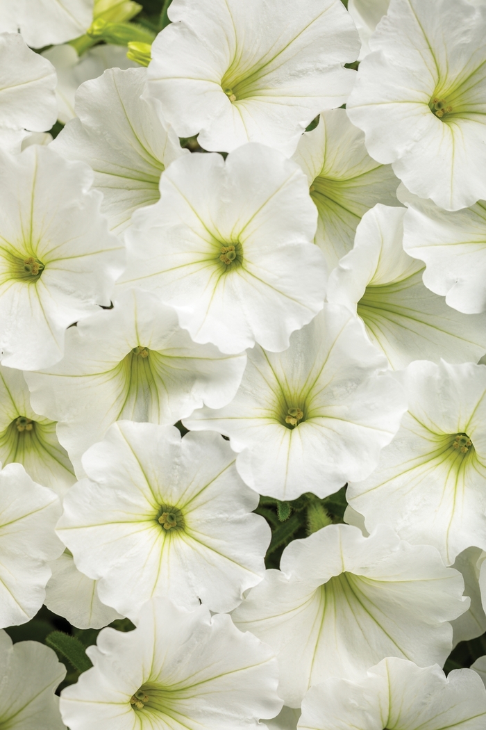 Supertunia Vista&reg; 'Snowdrift&trade;' - Petunia from Milmont Greenhouses
