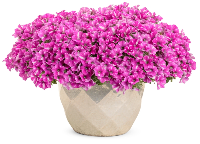 Supertunia&reg; 'Raspberry Rush&trade;' - Petunia from Milmont Greenhouses