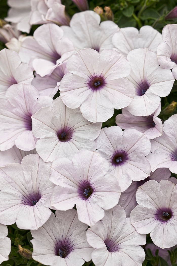 Supertunia&reg; 'Trailing Silver' - Petunia from Milmont Greenhouses