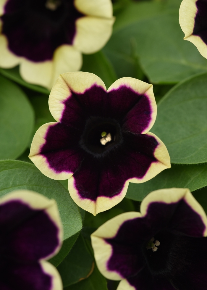 Headliner&trade; Dark Saturn - Petunia from Milmont Greenhouses