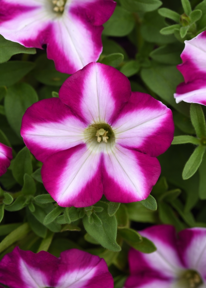 Headliner&trade; Raspberry Swirl - Petunia from Milmont Greenhouses