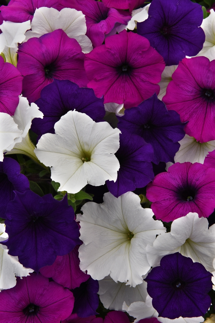 Easy Wave® 'Great Lakes Improved' - Petunia from Milmont Greenhouses Easy Wave® 'Great Lakes Improved' - Petunia from Milmont Greenhouses