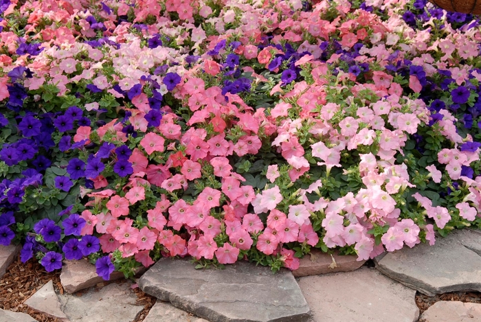 Easy Wave® 'Beachcomber Mix' - Petunia from Milmont Greenhouses