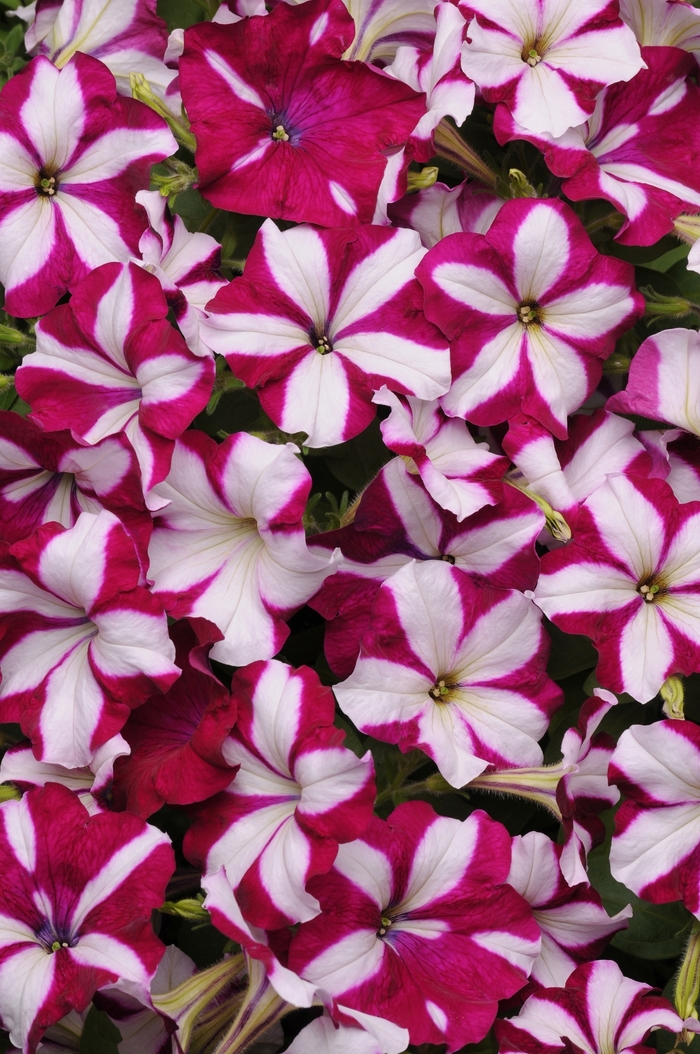 Easy Wave® 'Burgundy Star' - Petunia from Milmont Greenhouses Easy Wave® 'Burgundy Star' - Petunia from Milmont Greenhouses