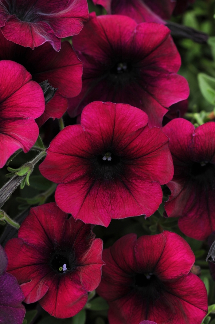 Easy Wave® 'Burgundy Velour' - Petunia from Milmont Greenhouses Easy Wave® 'Burgundy Velour' - Petunia from Milmont Greenhouses