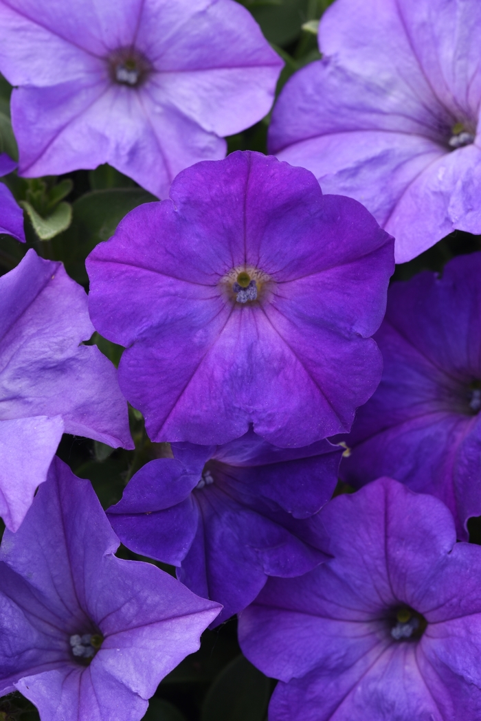 Easy Wave&reg; 'Lavender Sky Blue' - Petunia from Milmont Greenhouses