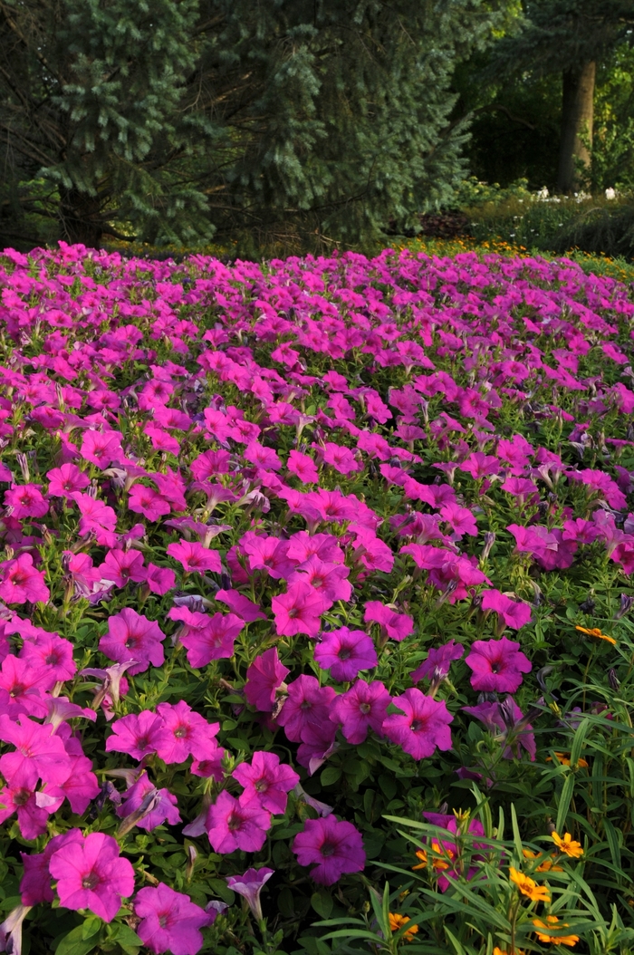 Easy Wave® 'Neon Rose' - Petunia from Milmont Greenhouses Easy Wave® 'Neon Rose' - Petunia from Milmont Greenhouses