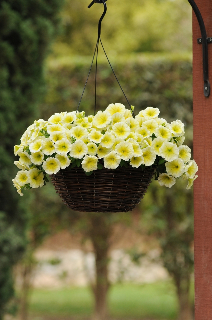 Easy Wave® 'Yellow' - Petunia from Milmont Greenhouses