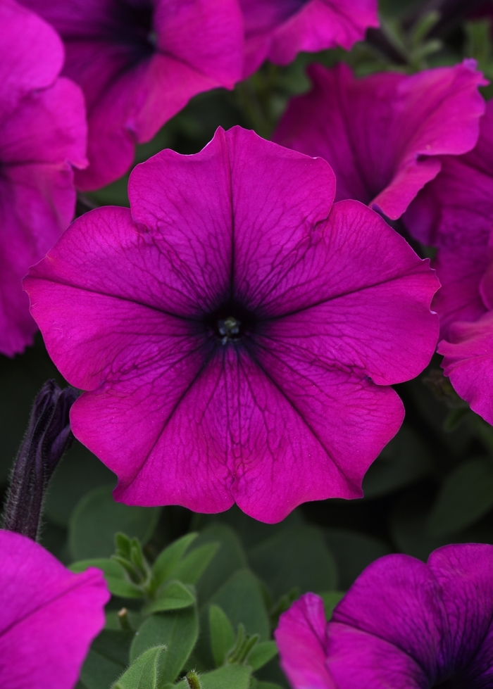Easy Wave® 'Violet' - Petunia from Milmont Greenhouses Easy Wave® 'Violet' - Petunia from Milmont Greenhouses