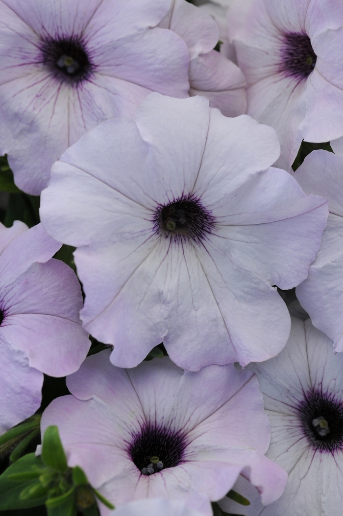 Easy Wave® 'Silver' - Petunia from Milmont Greenhouses Easy Wave® 'Silver' - Petunia from Milmont Greenhouses