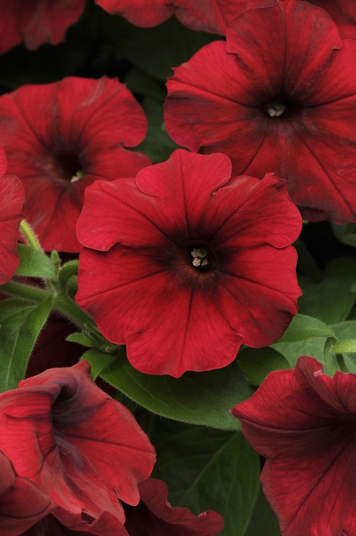Easy Wave® 'Red Velour' - Petunia from Milmont Greenhouses Easy Wave® 'Red Velour' - Petunia from Milmont Greenhouses