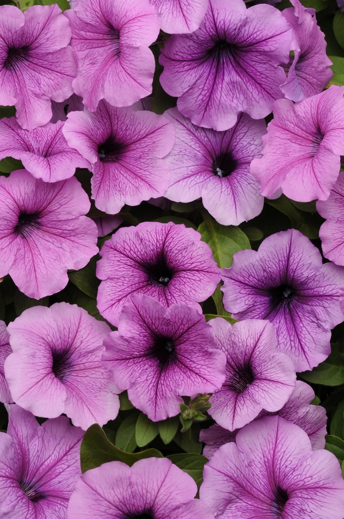 Easy Wave® 'Plum Vein' - Petunia from Milmont Greenhouses Easy Wave® 'Plum Vein' - Petunia from Milmont Greenhouses
