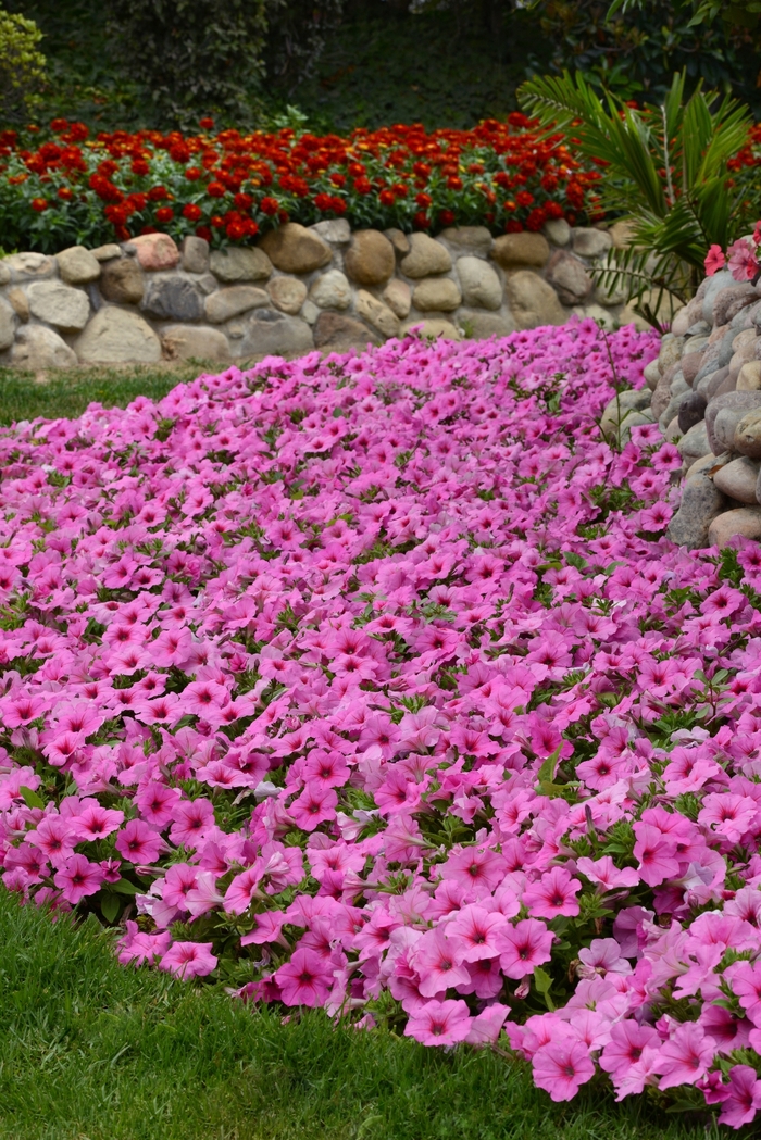 Easy Wave® 'Pink Passion' - Petunia from Milmont Greenhouses Easy Wave® 'Pink Passion' - Petunia from Milmont Greenhouses
