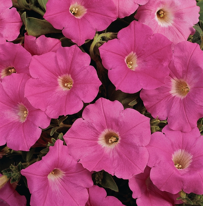 Easy Wave® 'Pink' - Petunia from Milmont Greenhouses