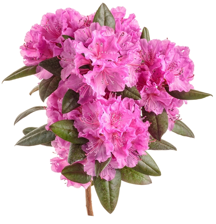 Black Hat&reg; - Rhododendron from Milmont Greenhouses