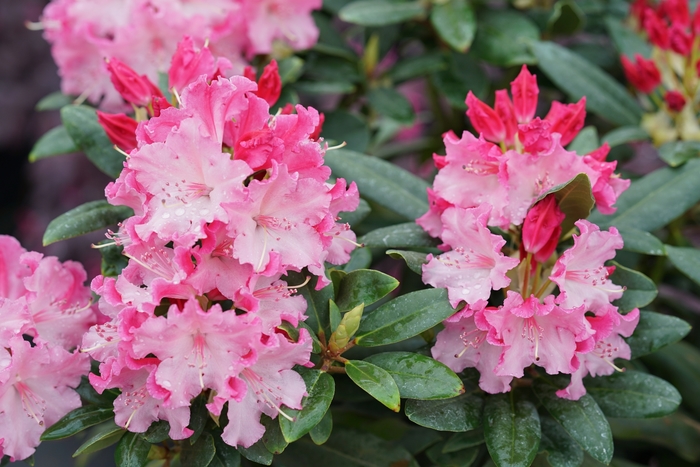 Dandy Man Color Wheel® - Rhododendron from Milmont Greenhouses Dandy Man Color Wheel® - Rhododendron from Milmont Greenhouses