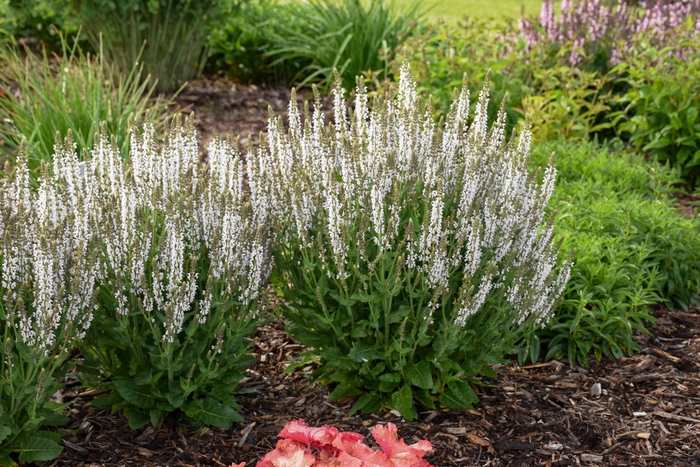 'White Profusion' Perennial Salvia - Salvia nemorosa from Milmont Greenhouses