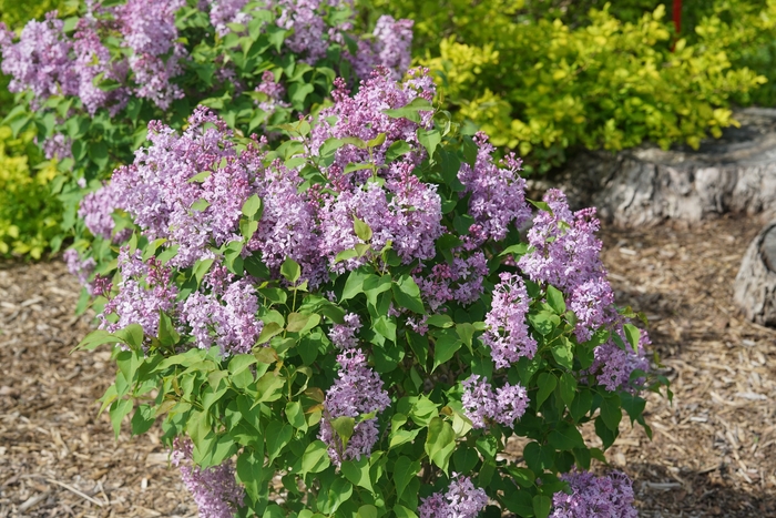 Lilac - Syringa x hyacinthiflora from Milmont Greenhouses Lilac - Syringa x hyacinthiflora from Milmont Greenhouses