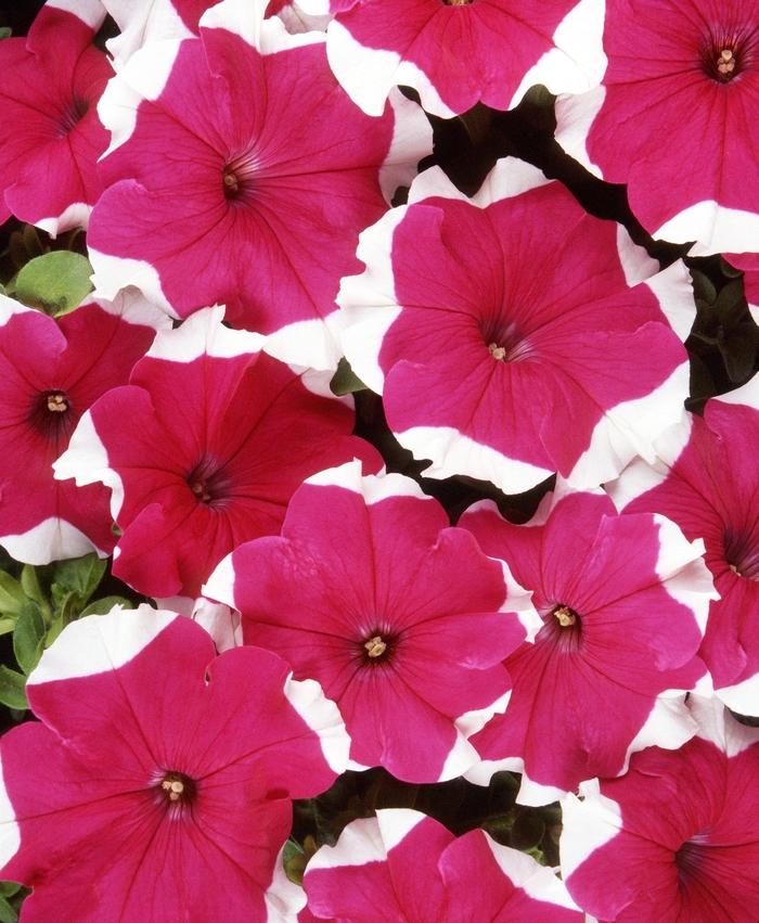 Dreams™ 'Rose Picotee' - Petunia from Milmont Greenhouses Dreams™ 'Rose Picotee' - Petunia from Milmont Greenhouses