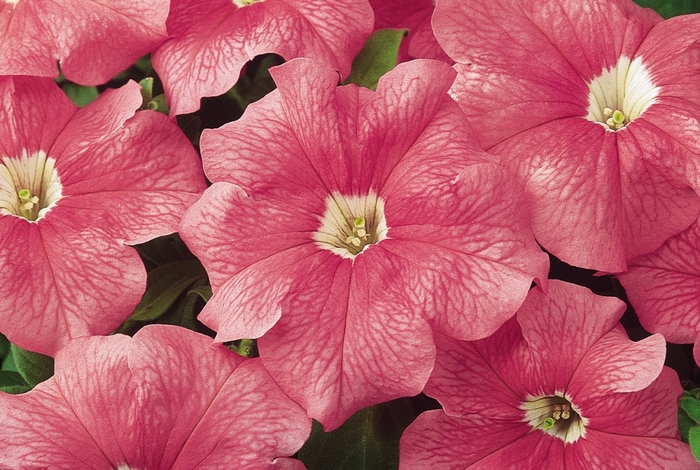 Dreams™ 'Salmon' - Petunia from Milmont Greenhouses Dreams™ 'Salmon' - Petunia from Milmont Greenhouses