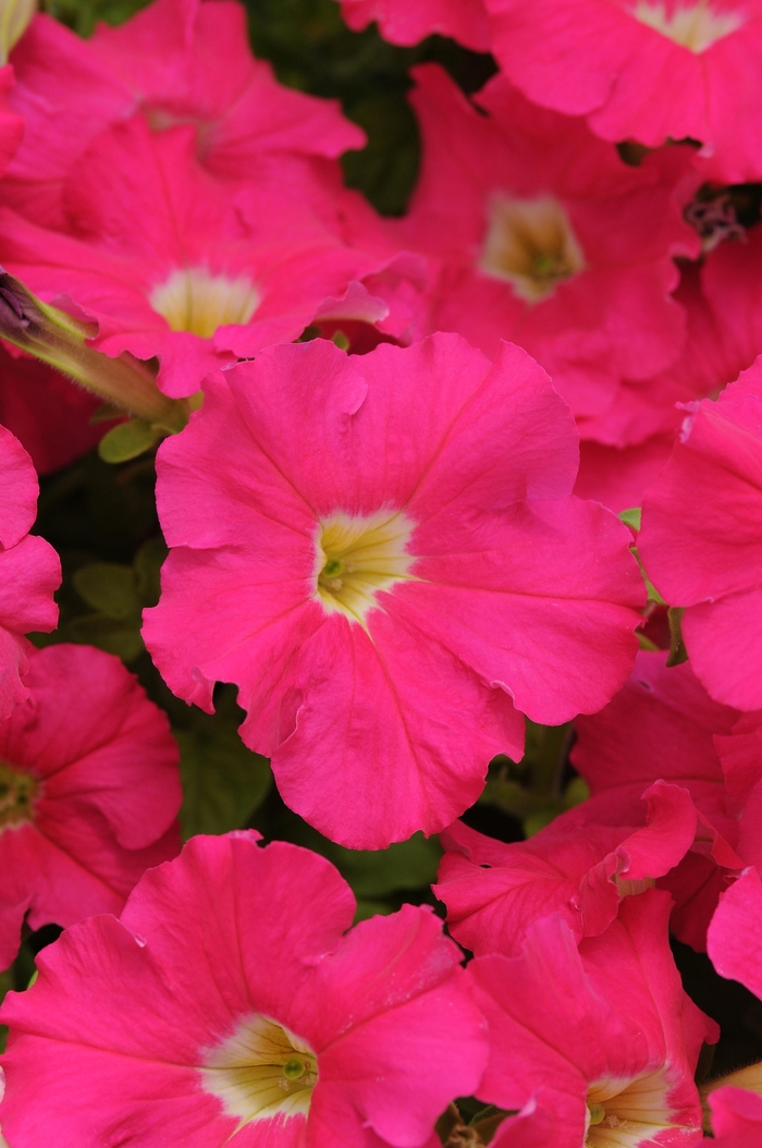 Dreams&trade; 'Rose' - Petunia from Milmont Greenhouses