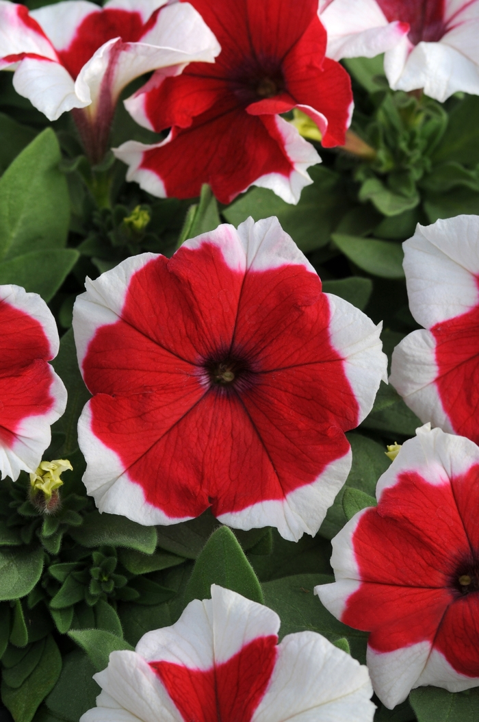 Dreams™ 'Red Picotee' - Petunia from Milmont Greenhouses Dreams™ 'Red Picotee' - Petunia from Milmont Greenhouses