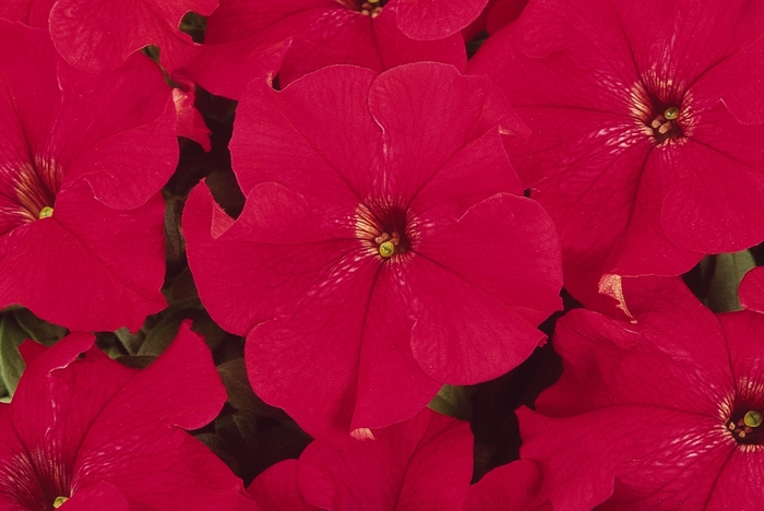 Dreams™ 'Red' - Petunia from Milmont Greenhouses