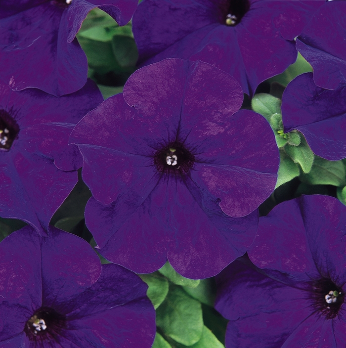 Dreams™ 'Midnight' - Petunia from Milmont Greenhouses