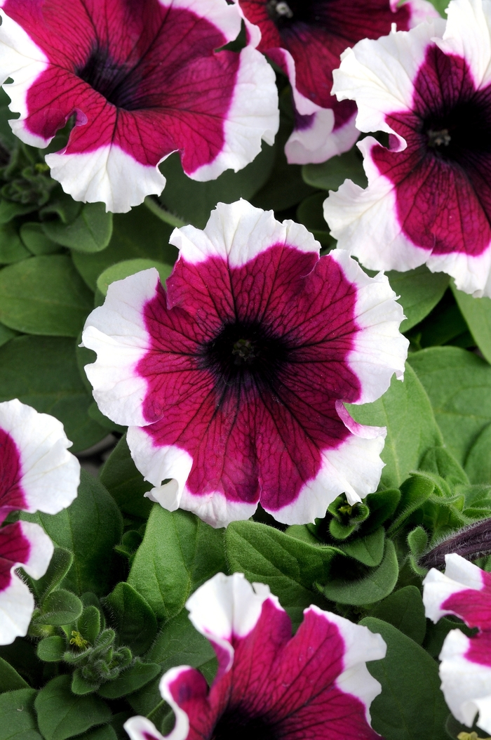 Dreams™ 'Burgundy Picotee' - Petunia from Milmont Greenhouses
