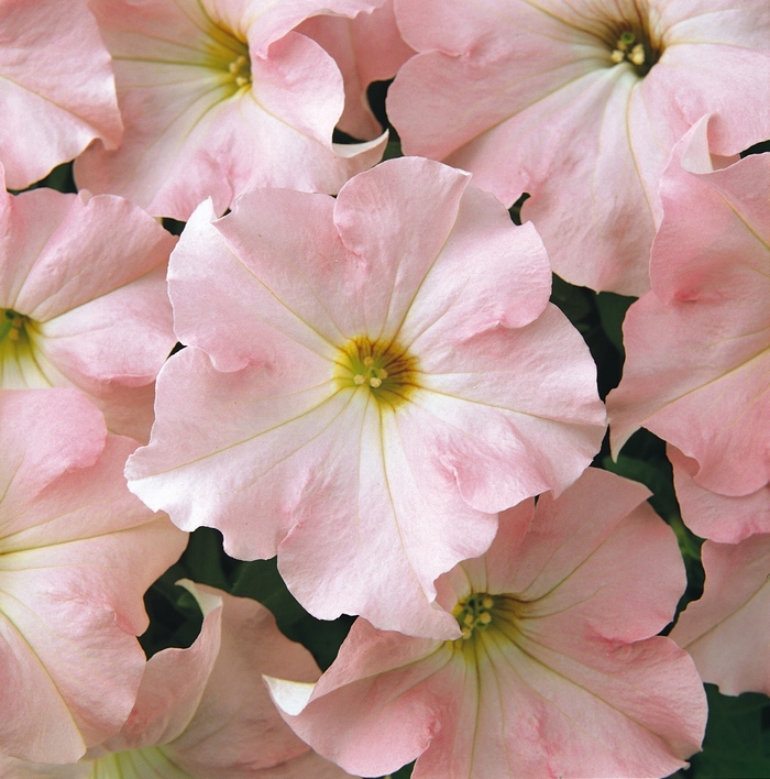 Dreams™ 'Appleblossom' - Petunia from Milmont Greenhouses