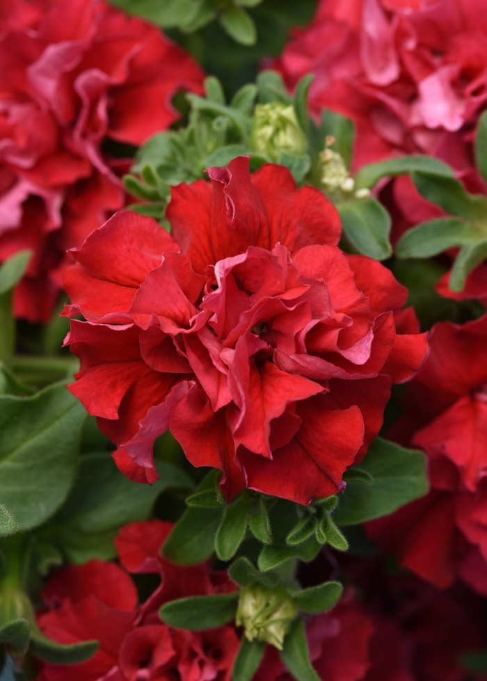 'Double Cascade Valentine' - Petunia from Milmont Greenhouses