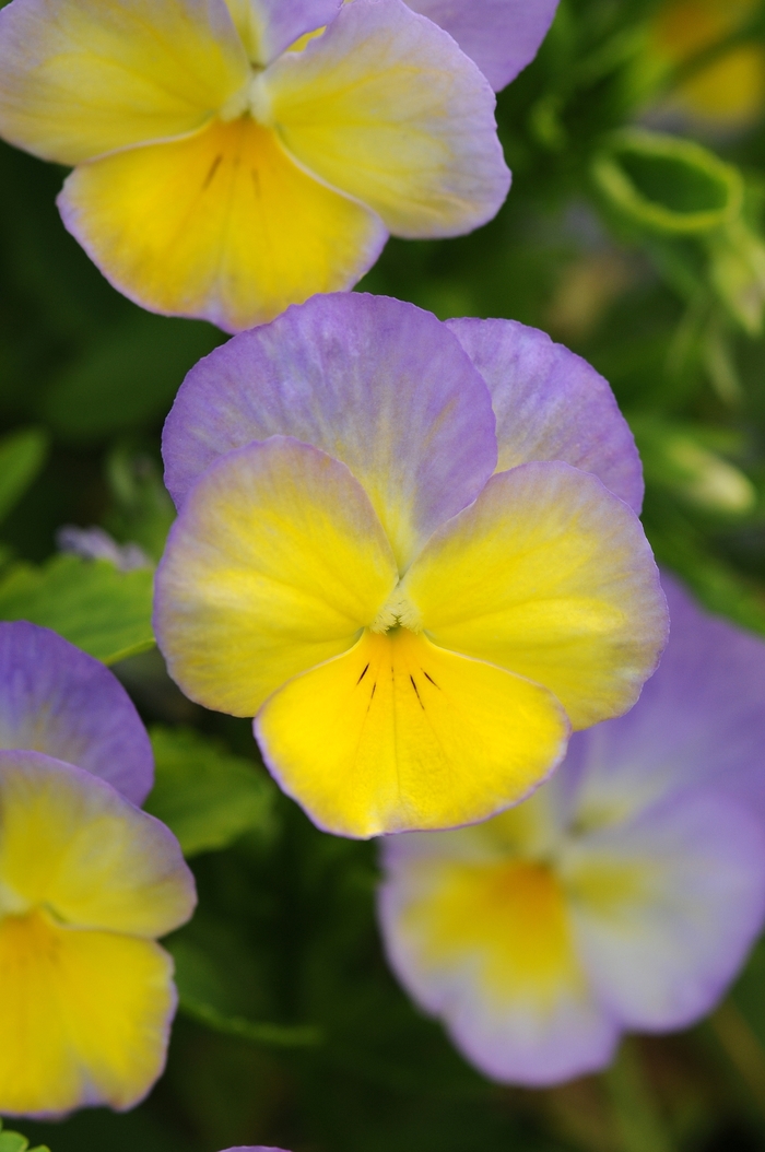 Halo 'Lemon Frost' - Viola cornuta from Milmont Greenhouses