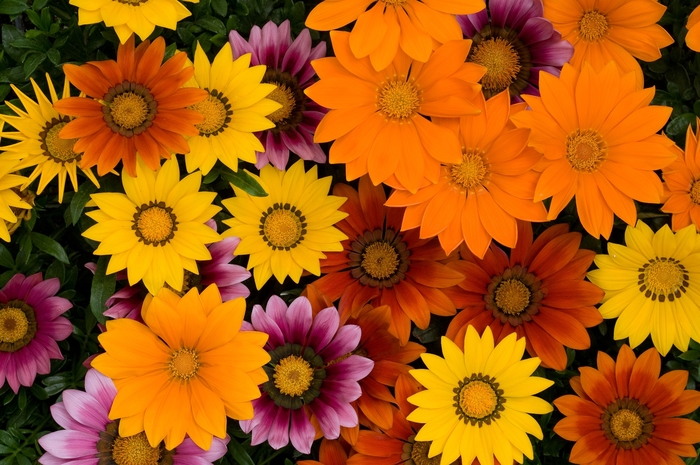 New Day® 'Bright Mix' - Gazania rigens from Milmont Greenhouses