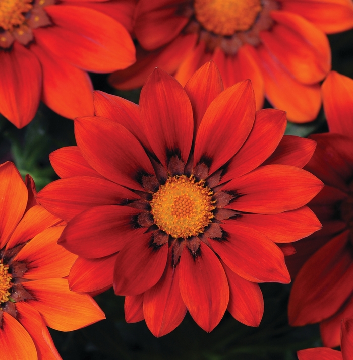 New Day® 'Red Shades' - Gazania rigens () from Milmont Greenhouses