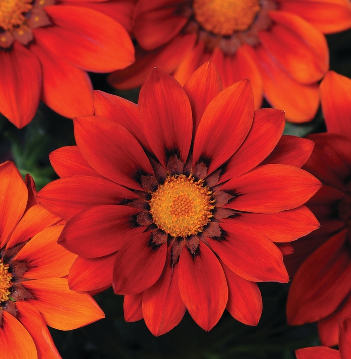 New Day® 'Red Shades' - Gazania rigens () from Milmont Greenhouses New Day® 'Red Shades' - Gazania rigens () from Milmont Greenhouses
