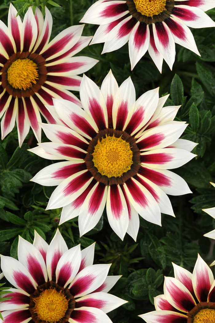 New Day® 'Rose Stripe' - Gazania rigens () from Milmont Greenhouses New Day® 'Rose Stripe' - Gazania rigens () from Milmont Greenhouses