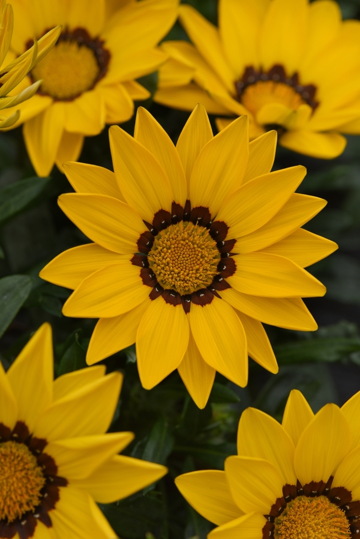 New Day® 'Yellow' - Gazania rigens from Milmont Greenhouses