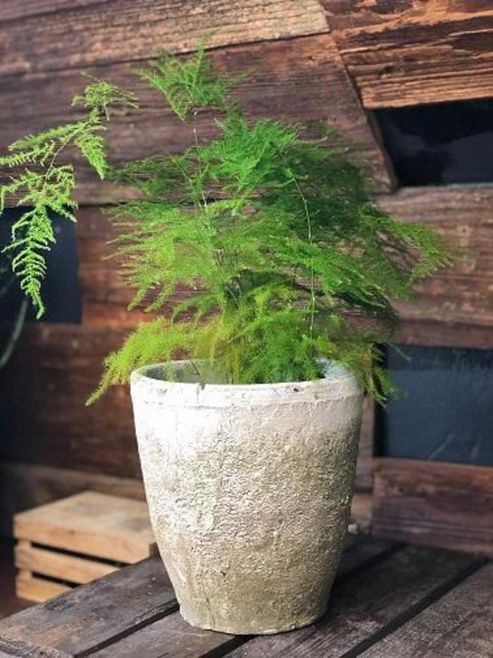 Asparagus Fern - Asparagus aethiopicus (Asparagus Fern) from Milmont Greenhouses