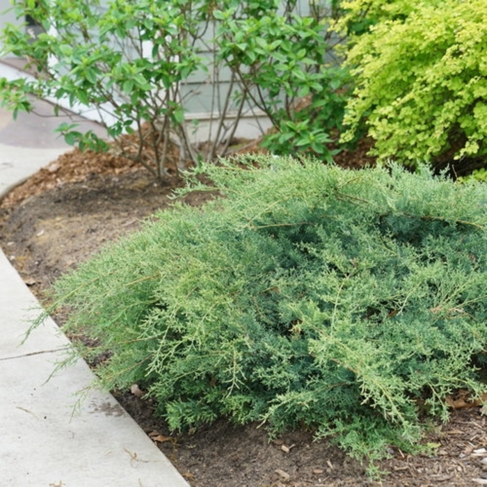 'Montana Moss&reg;' Juniper - Juniperus chinensis from Milmont Greenhouses