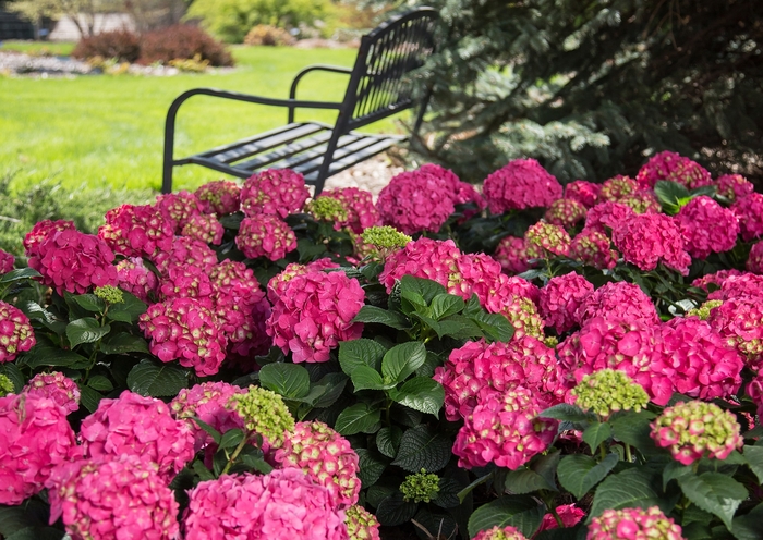 Summer Crush® - Bigleaf Hydrangea from Milmont Greenhouses