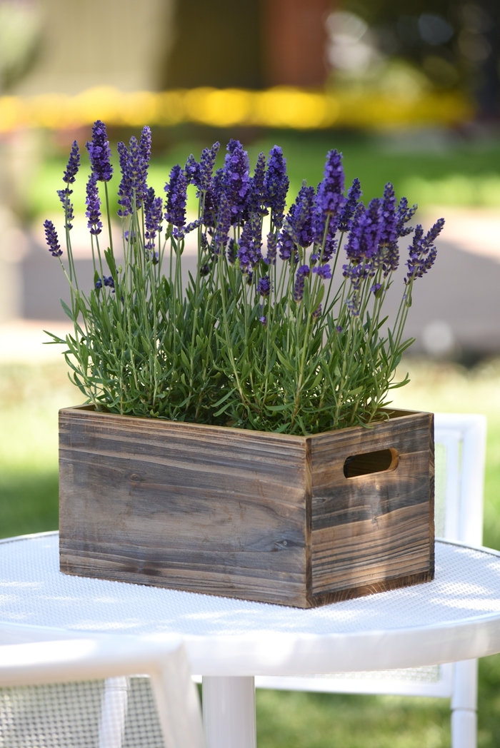 'Blue Spear' English Lavender - Lavandula angustifolia from Milmont Greenhouses