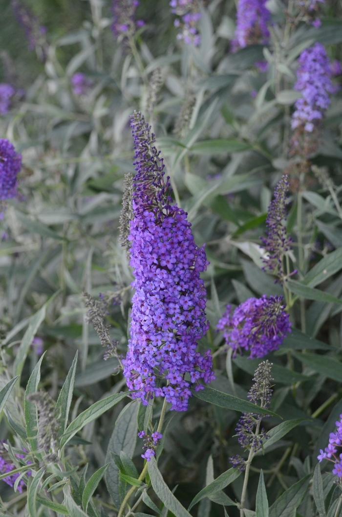 Monarch&reg; 'Blue Knight' - Buddleia davidii (Butterfly Bush, Summer Lilac) from Milmont Greenhouses