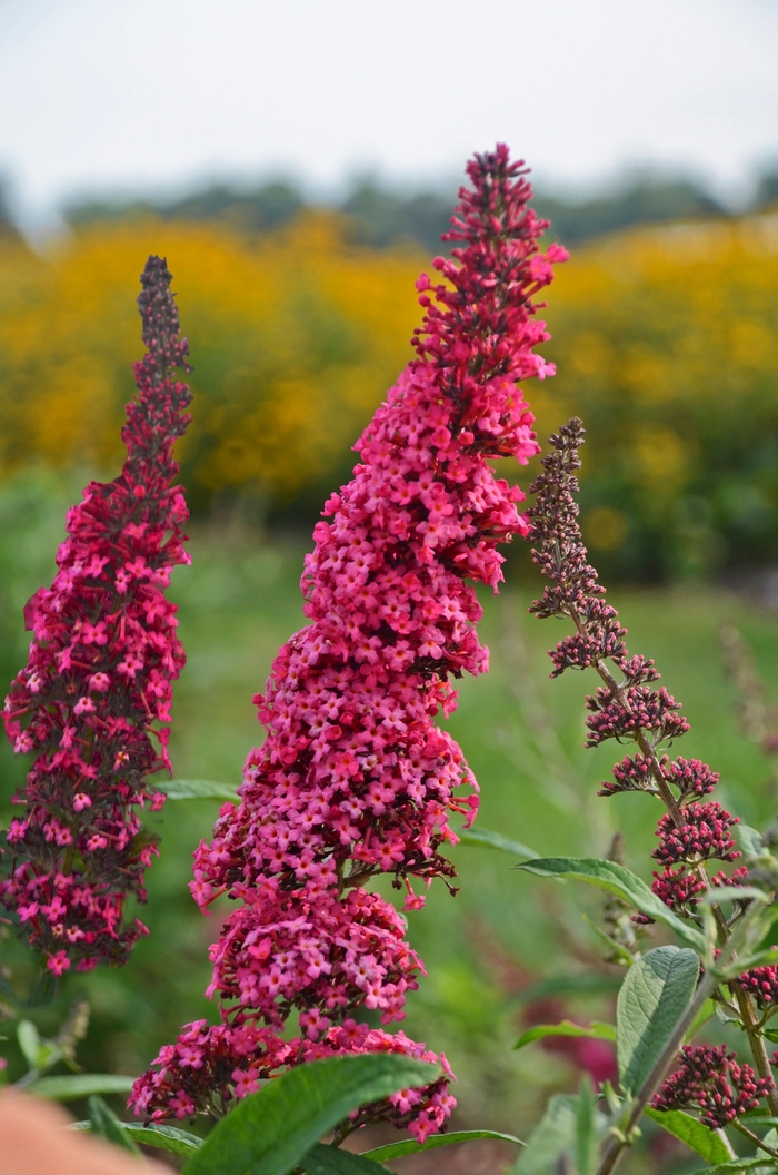 Monarch® Prince Charming - Buddleia davidii 'Prince Charming' (Butterfly Bush) from Milmont Greenhouses